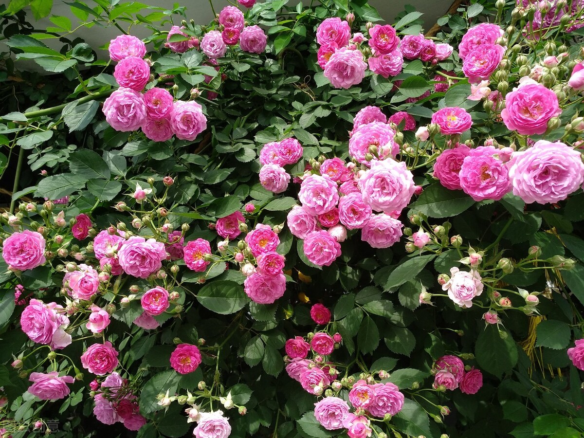 盘点我买过的所有付费模组,盘点那些买了假花的视频