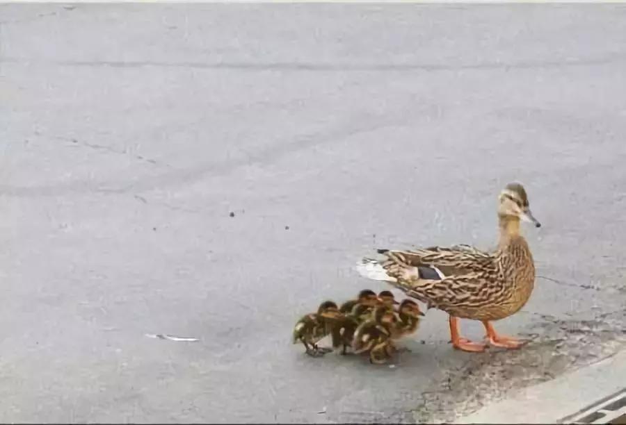 第一次当花童没有什么经验,第一次当花童没什么经验