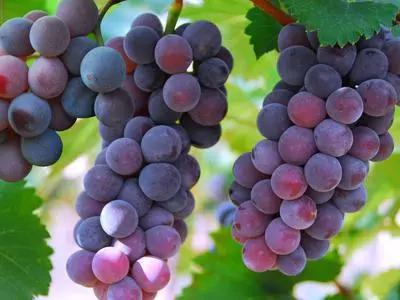 磷酸二氢钾假货是肥效不够吗,什么样的磷酸二氢钾是真的