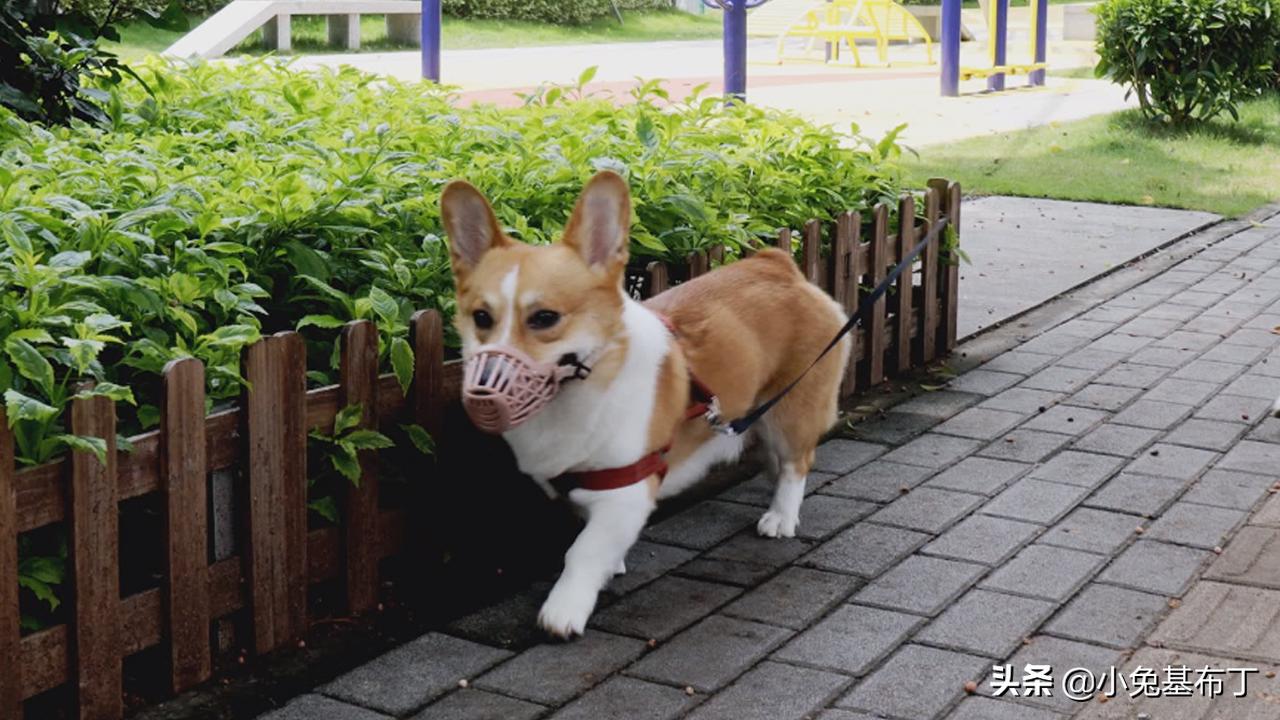 狗狗走了有什么表现,狗狗走远了还能自己回来吗