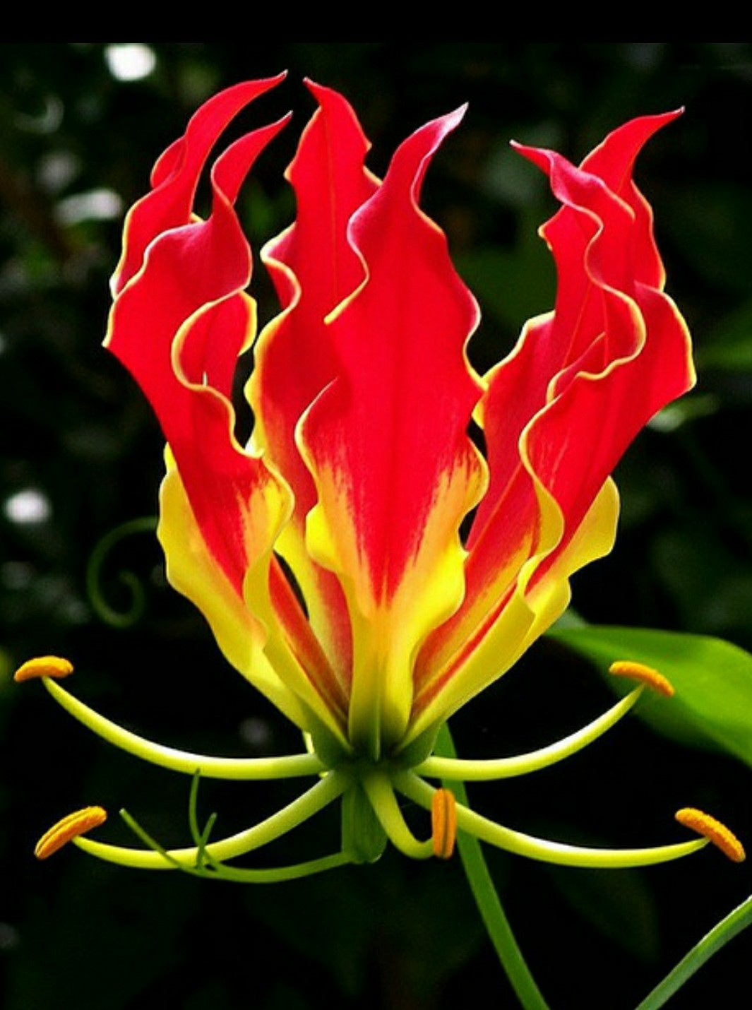 秋日私语：抬头一笑百媚生，美不惊人死不休的造型奇花