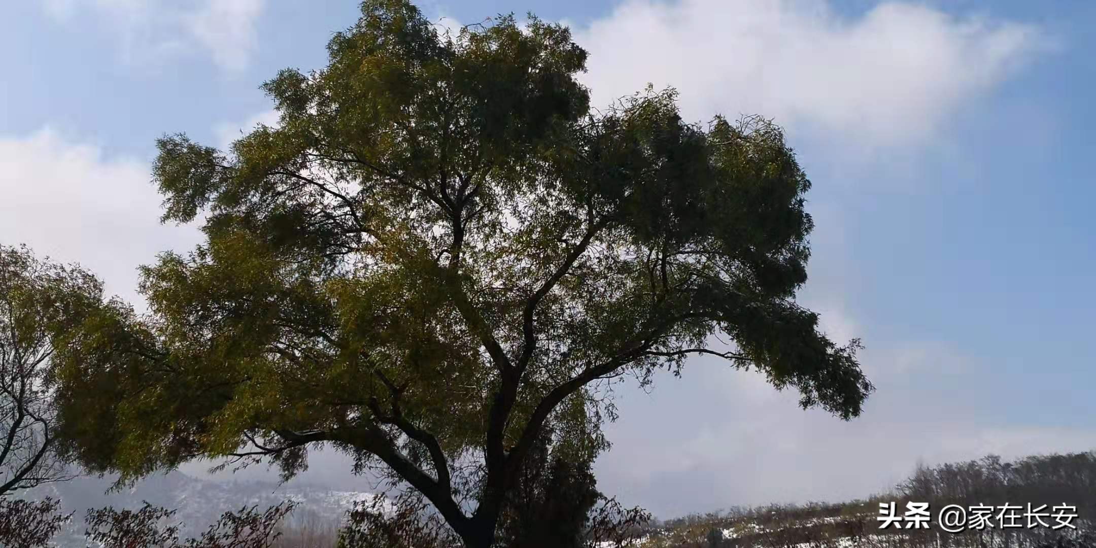 白雪柿子,秦岭草甸高山野菊花