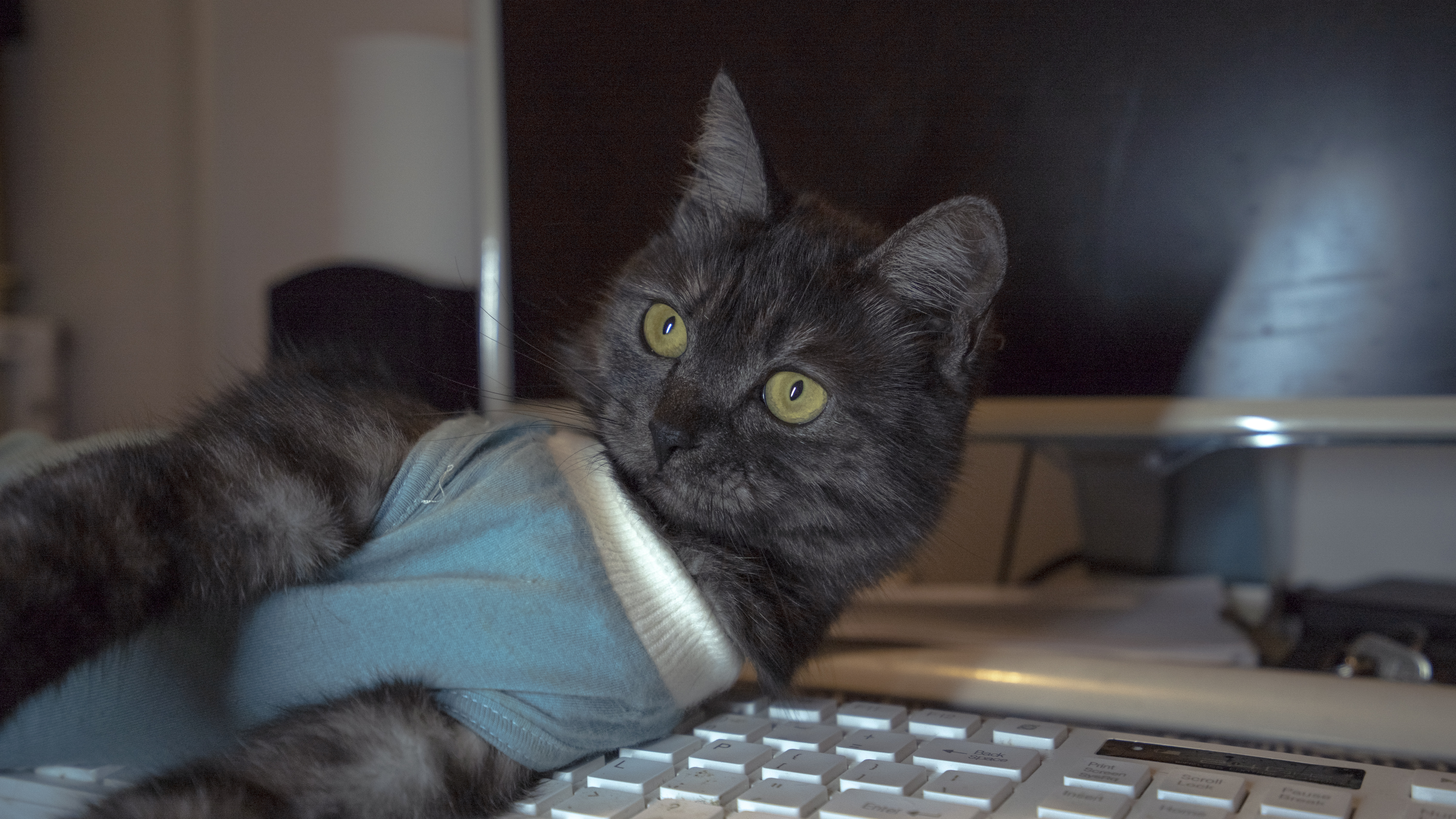 国外猫粮口碑最好的前十名,目前最好的国外猫粮