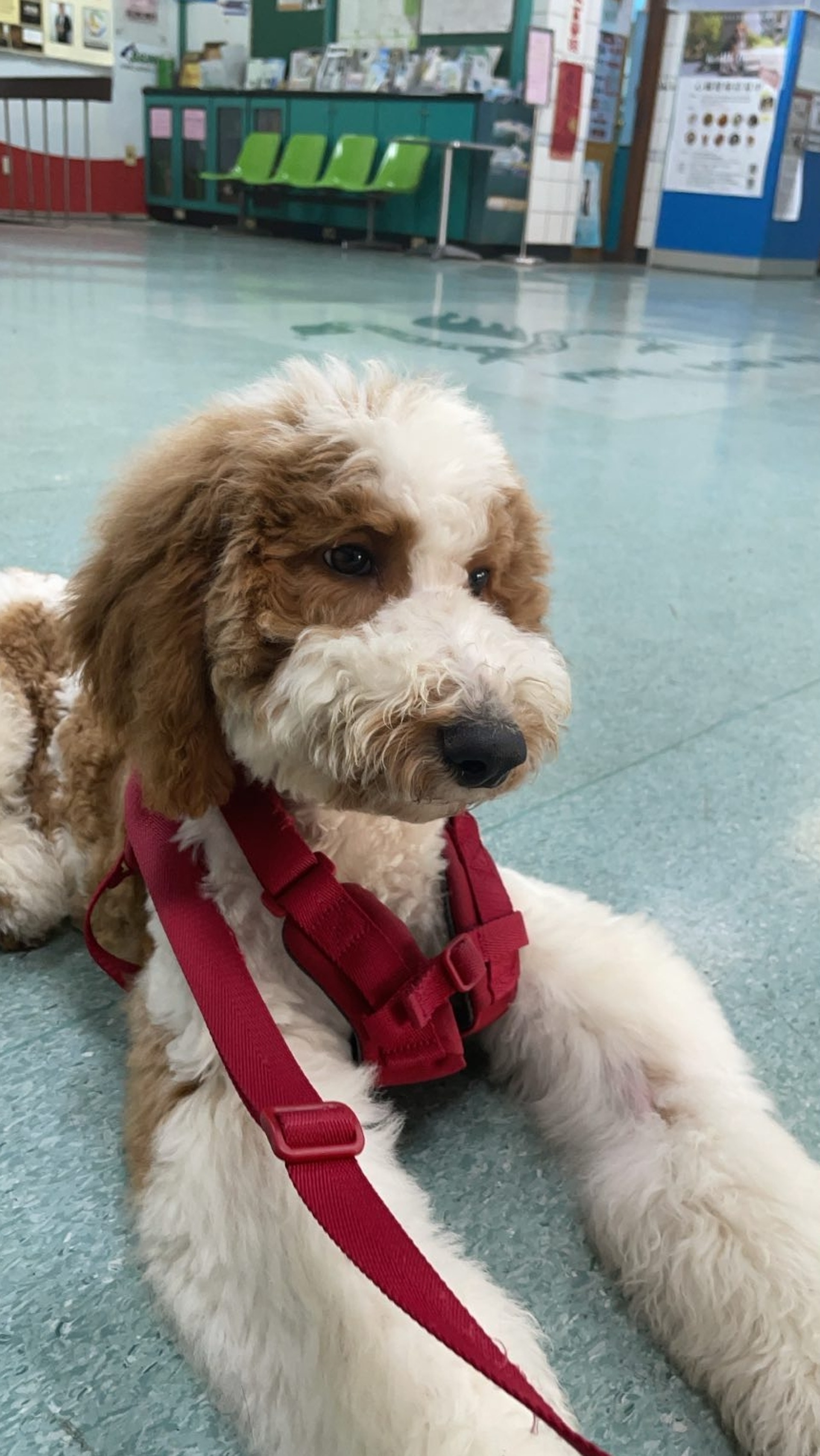 巨型贵宾犬发狂,巨型贵宾犬在家乱叫