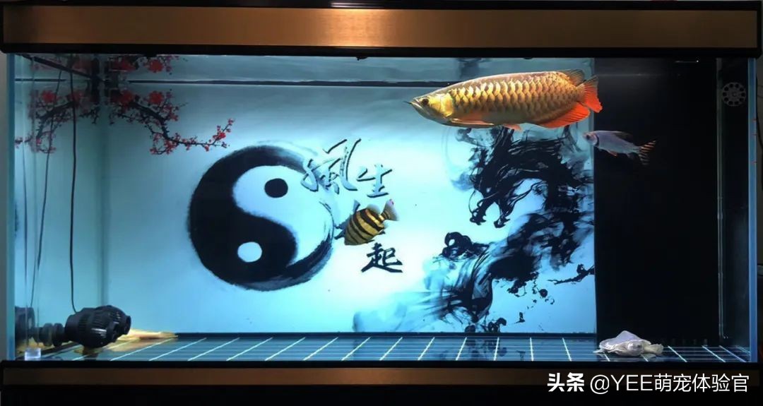 猪鼻龟能用底滤鱼缸饲养吗,鱼缸四大神兽养什么龟