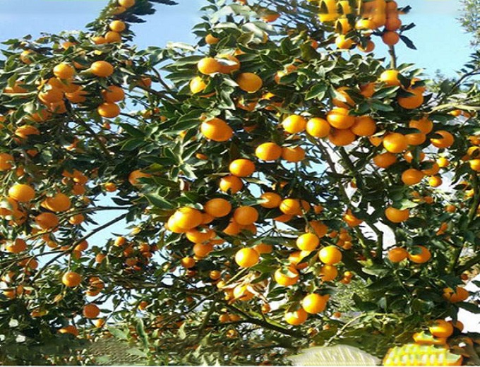 尤溪特产有哪些,尤溪县红色资源