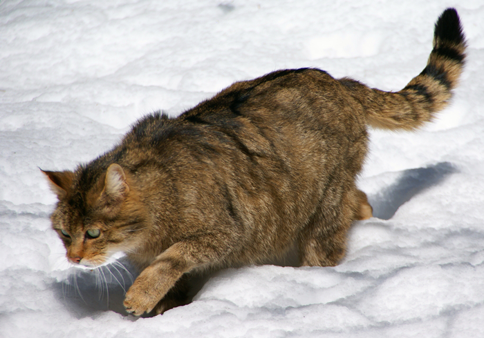 猫咪有没有被完全驯化,猫咪为什么能被驯化