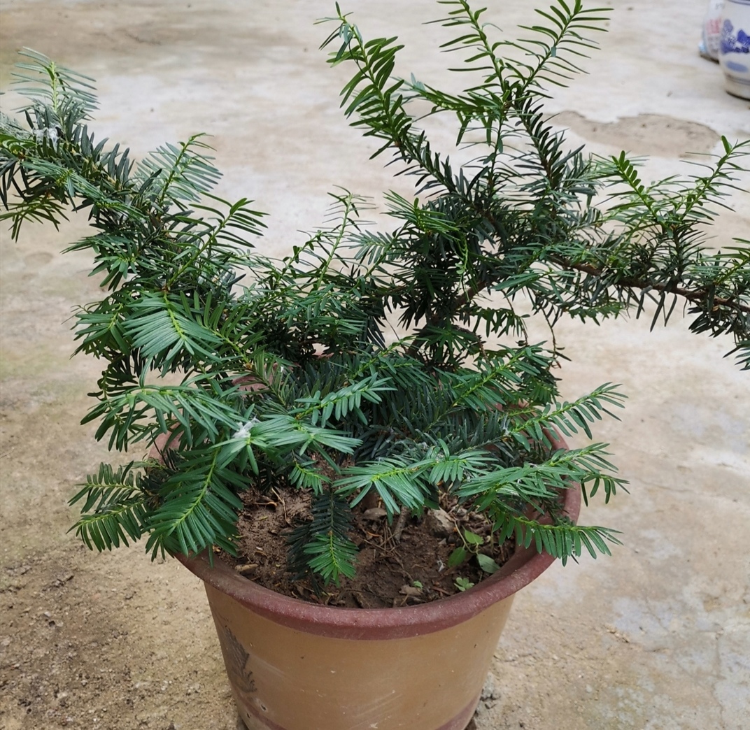 金山银山不如靠自己打下的江山,金山银山不如找个靠山