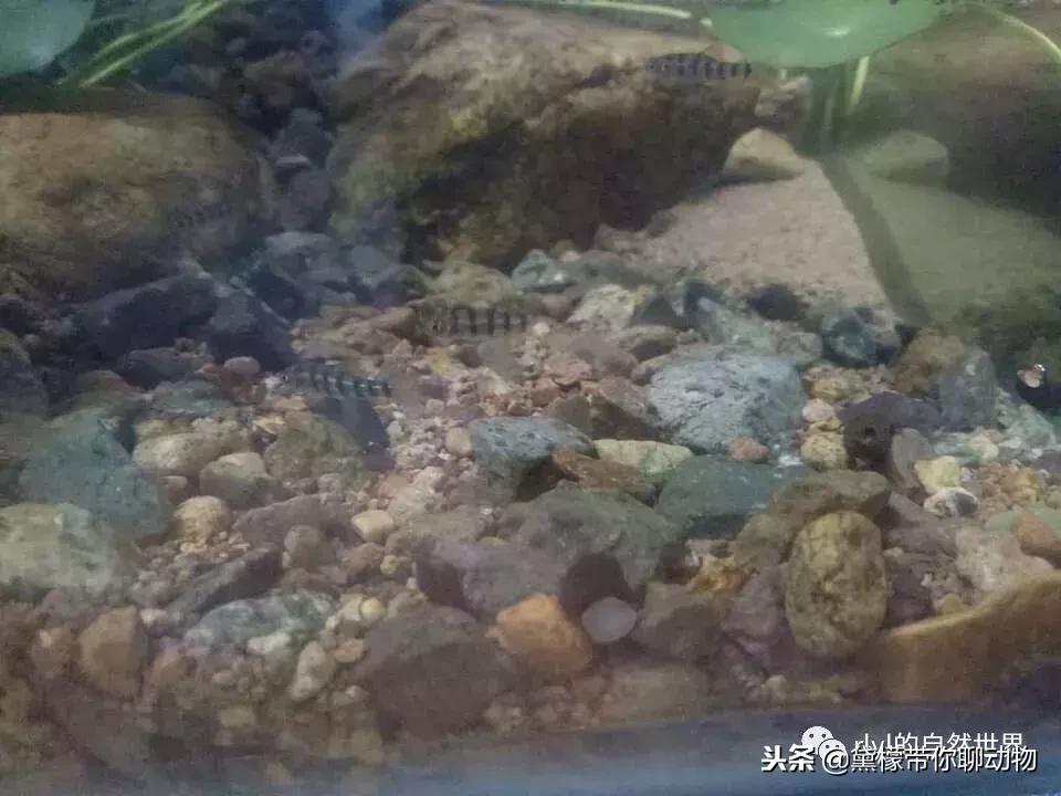 丛林造景黄缘龟池设计图大全,龟宝宝黄缘龟生态缸造景教程