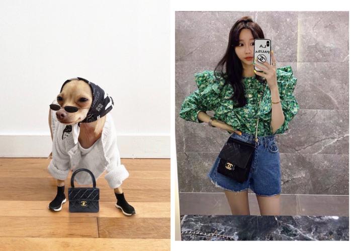 还在自嘲单身狗？快醒一醒！看看汪星人都拥有LV限量款了