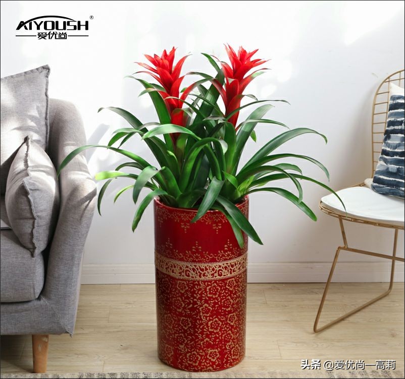 完美搭配，背阴阳台咱们也可以打造一个花园！