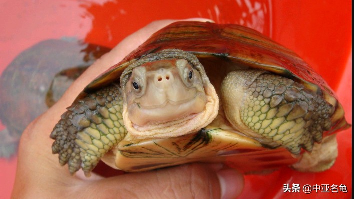 秋天乌龟怕冷怎么办,乌龟出现黄斑怎么办