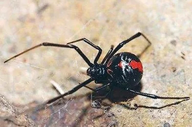 飞碟社社长*税偷**1亿3900万用来经营公司｜ACGN趣闻