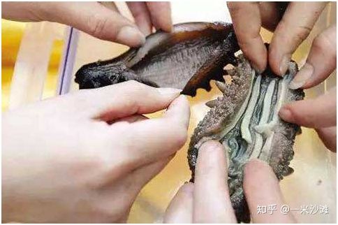 海参野生鉴别,海参如何鉴别含不含激素
