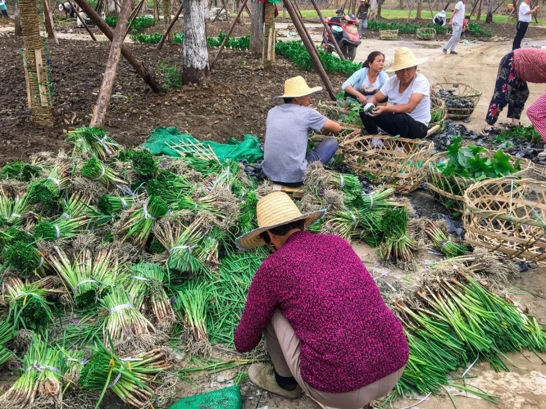 彭山竹韵廊在什么地方,彭山区竹韵廊公园航拍