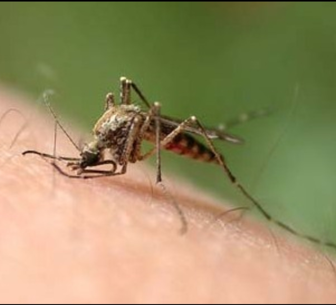 鸡场的鸡虱子怎么防治,鸡群出现流感怎么回事