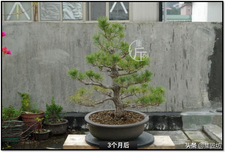 黑松盆景快速成型技术 (怎么让黑松盆景增粗变老不长高)