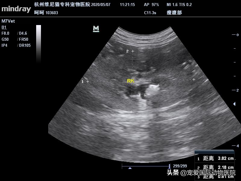 难以言说的疼完整版,猫咪肾结石的症状都有什么