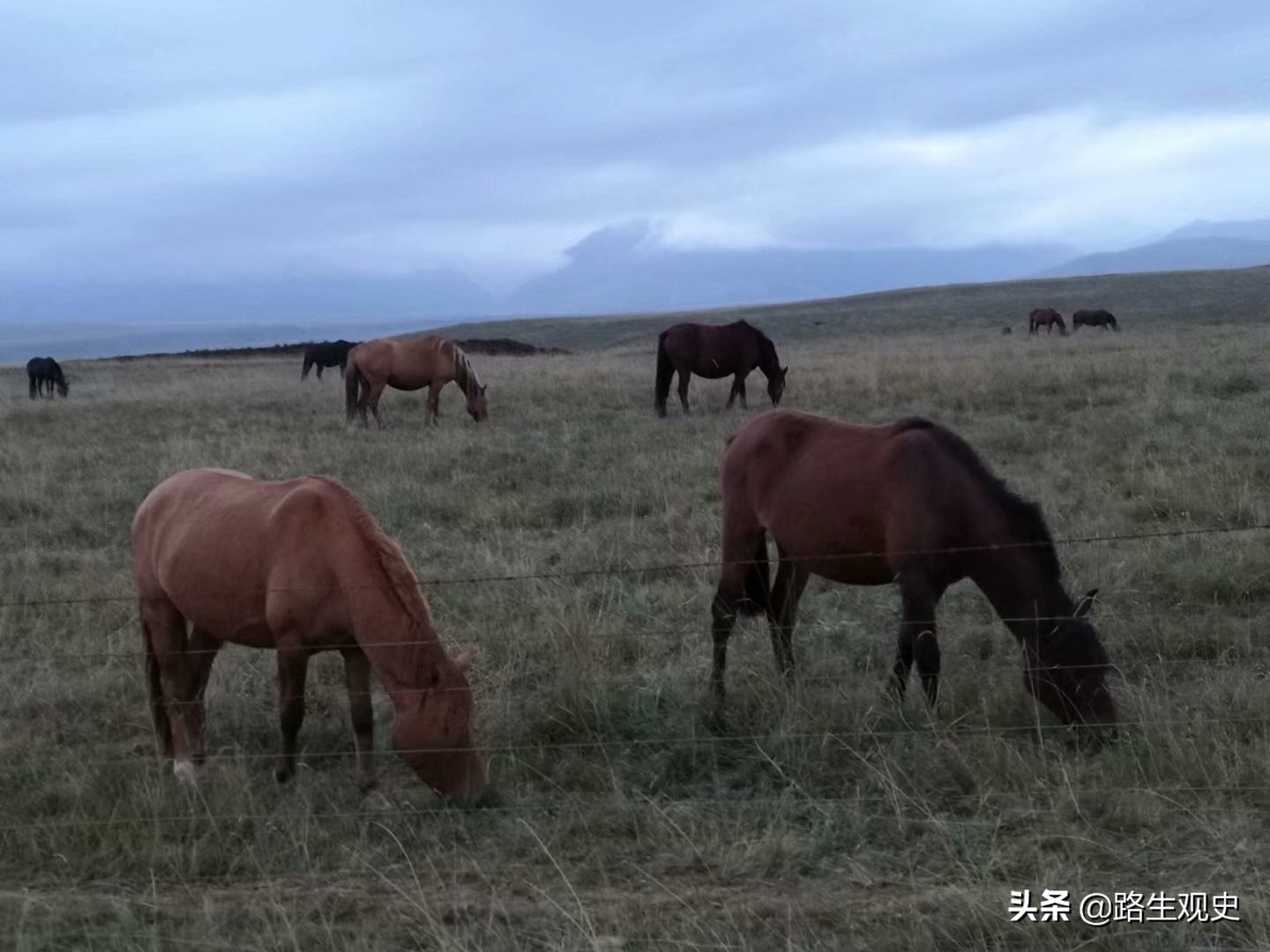 山丹军马场历史,山丹军马场的历史