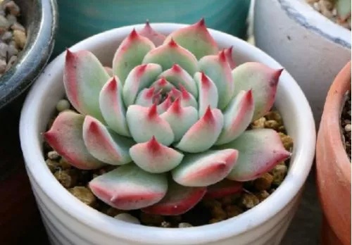 买到药锦后的多肉了怎么挽救,多肉如何才能出锦