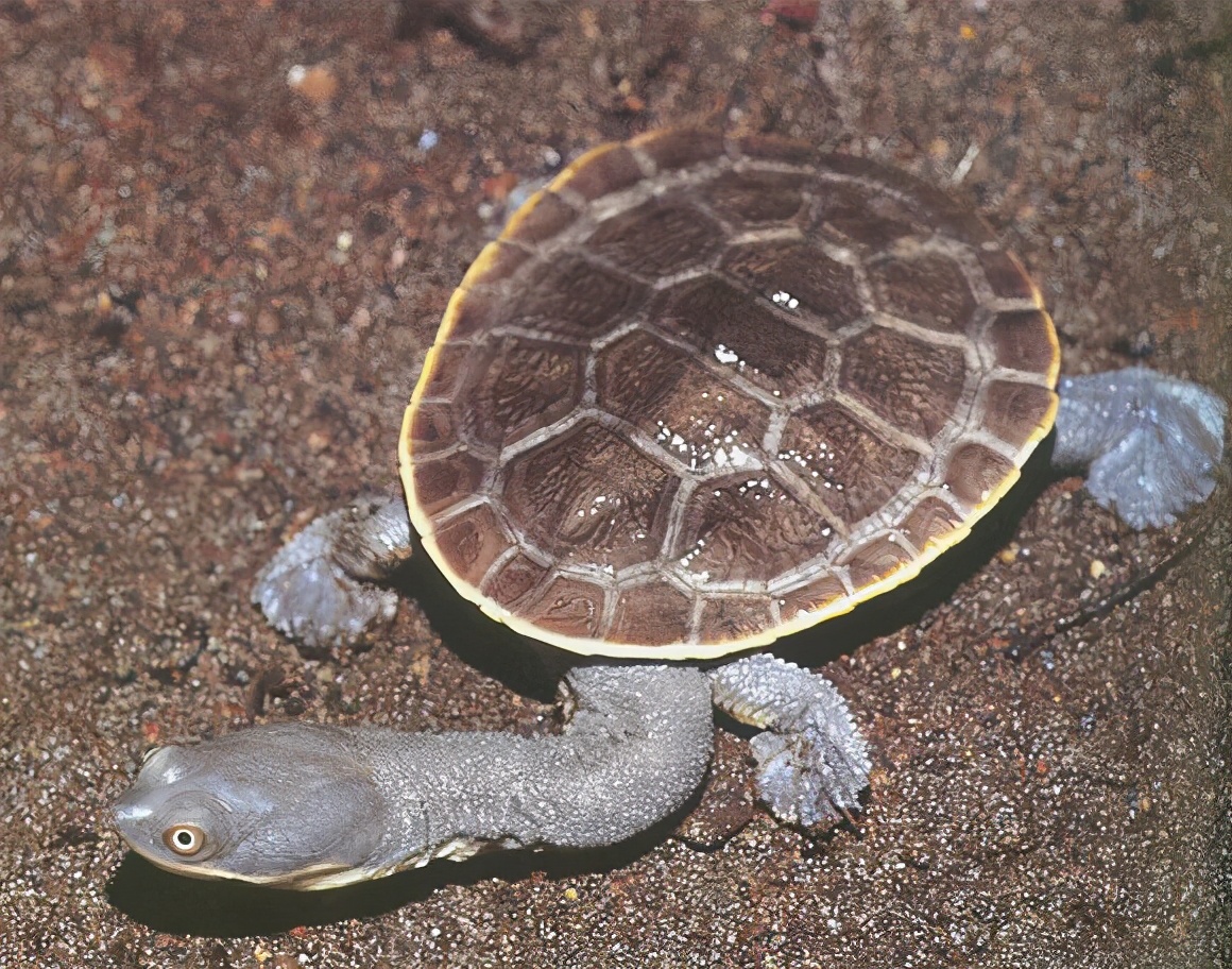 各种龟类图片大全大图,龟类展示会