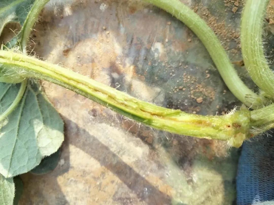 西瓜移栽后茎部烂了是什么原因,西瓜枯萎病和蔓枯病的区别