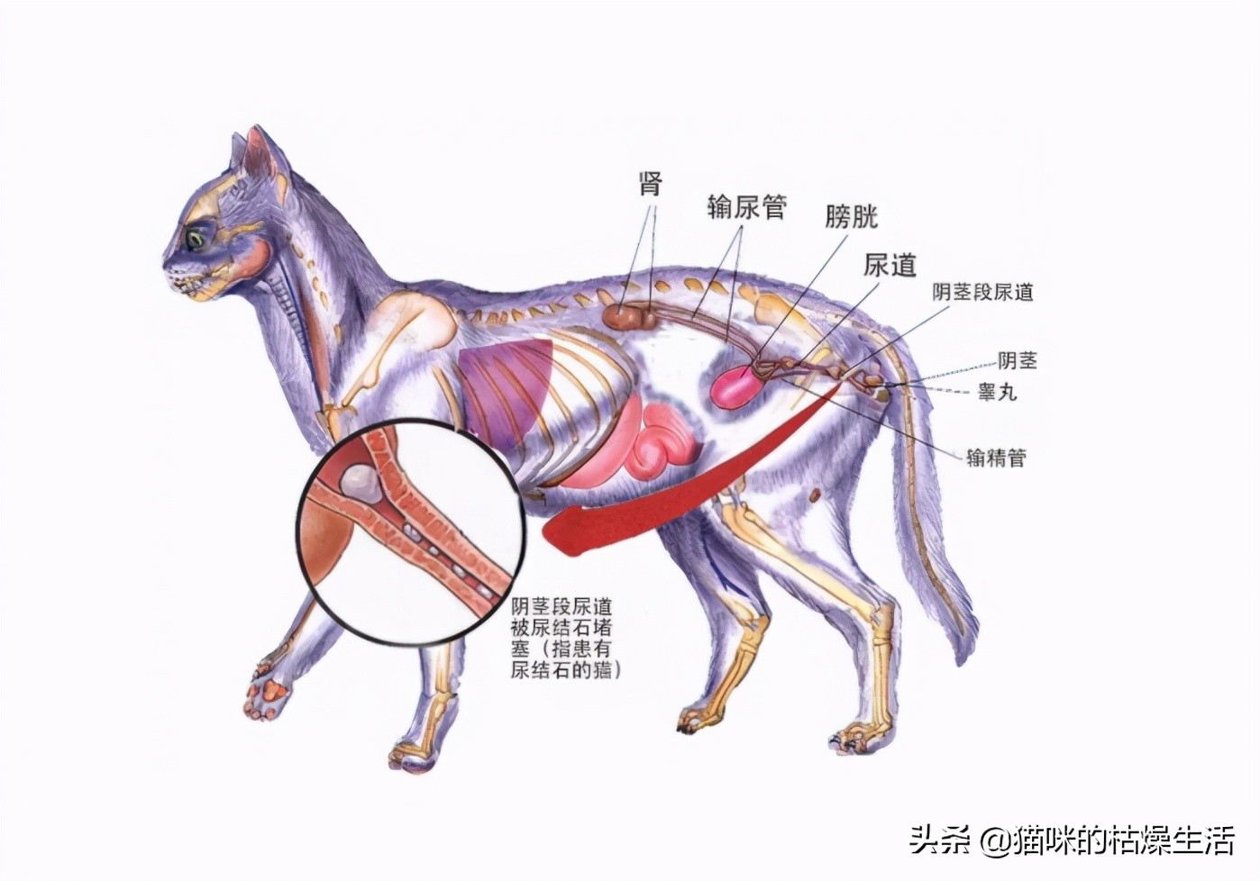 铲屎官犯了什么错误,铲屎官必须的猫咪疾病防治常识