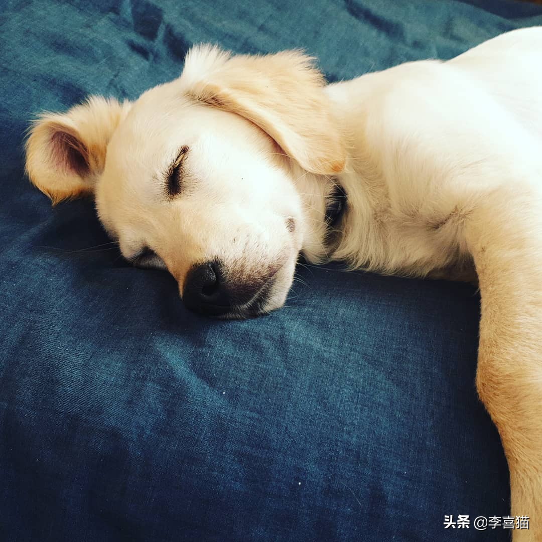 狗狗各种睡姿的含义,狗狗6个睡姿告诉你它在想什么