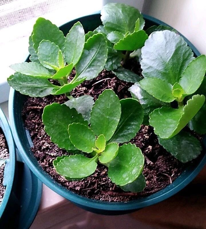 花盆里有白色小虫子还不怕水,花盆里有小虫子