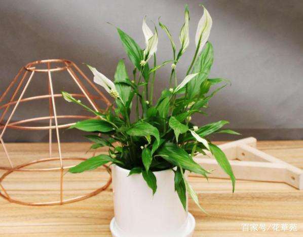 家庭养花存在的问题及解决方法,家庭养花易黄叶怎么办