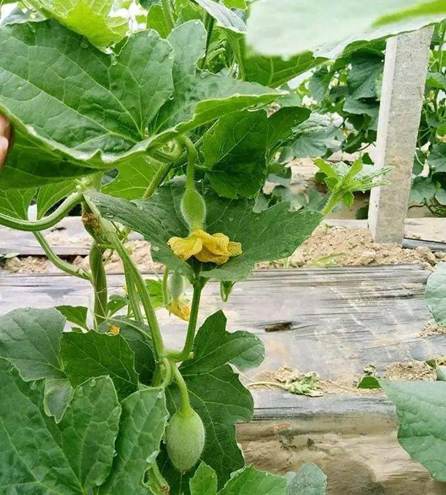 绿宝甜瓜授粉后幼瓜裂瓜怎么解决,绿宝瓜裂瓜怎么办