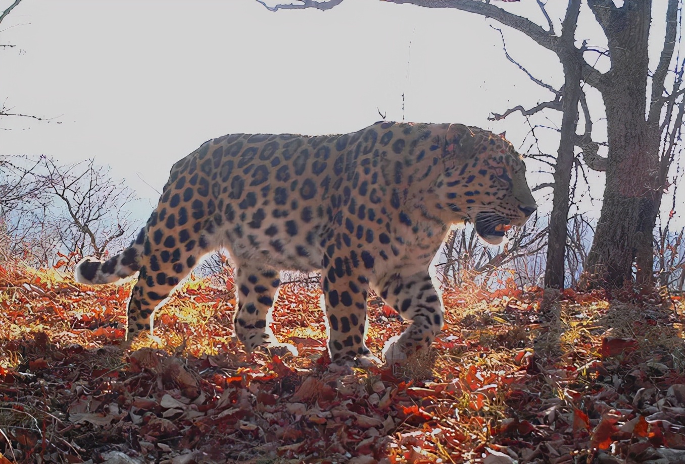 延边再添新地标！