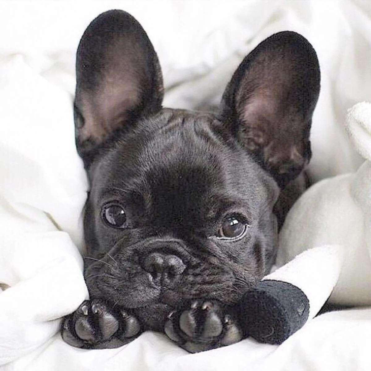 法牛的优点和缺点,法牛好养吗