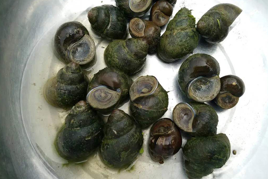 田螺壳长青苔视频,田螺壳上长青苔有什么影响