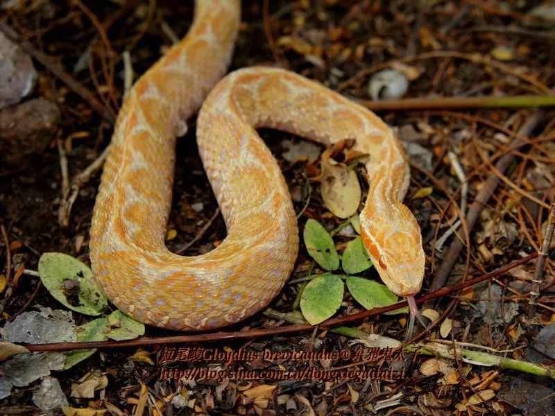 毒蛇的毒性分几种啊,毒蛇毒性排名榜