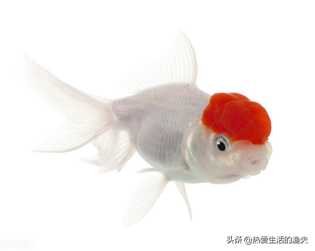 金鱼不怎么动了怎么治疗,金鱼突然不吃食了是什么原因