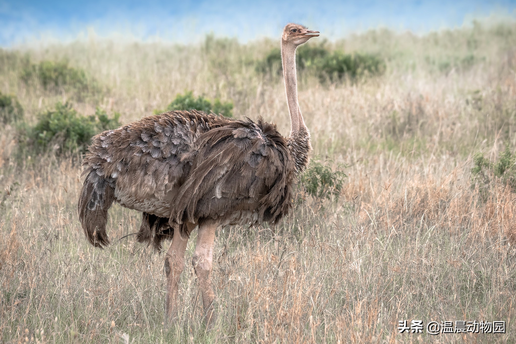 鸵鸟遇到危险会把头埋到沙子里吗,鸵鸟真的会将头埋在沙土里吗