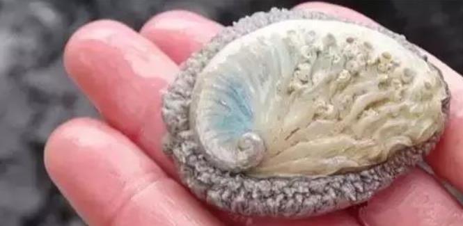 世界鲍鱼品种大全，你若知道其中5种，我叫你三声大哥