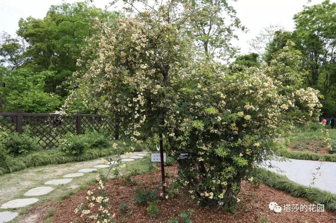 玫瑰和月季和蔷薇的区别图解,月季玫瑰蔷薇芍药牡丹的区别