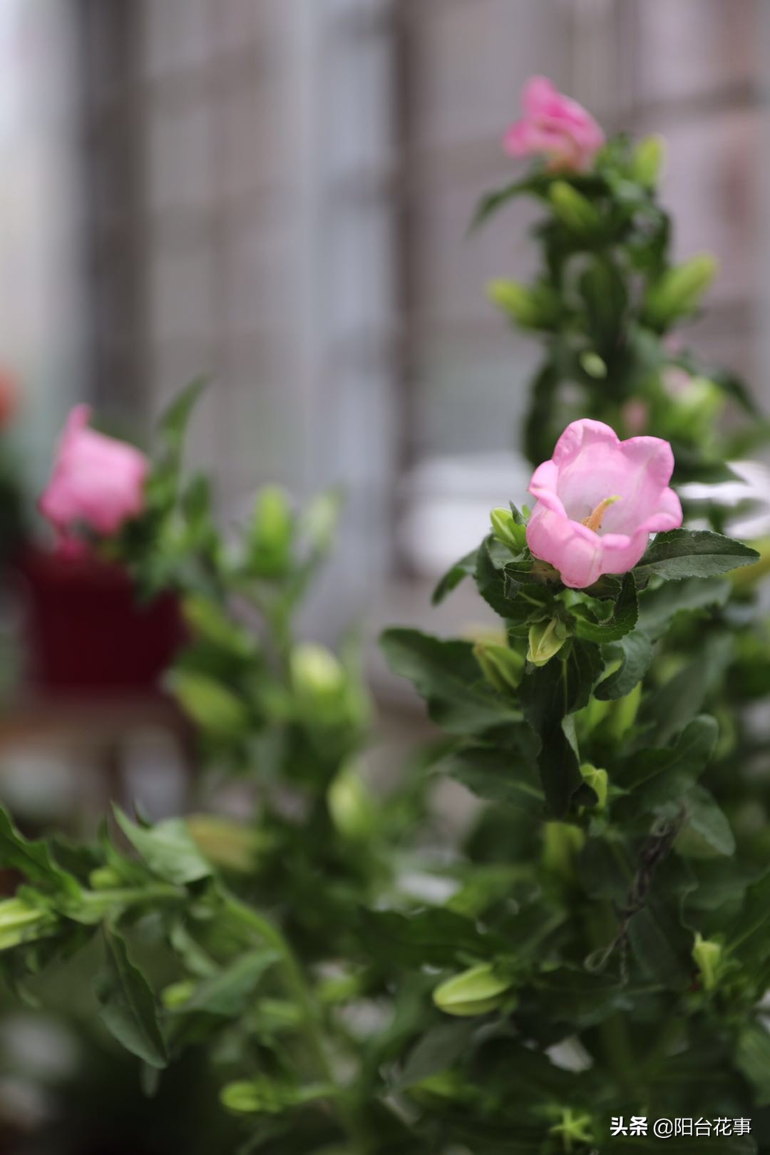 风铃草娇气,风铃草怕冻不怕