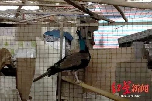 买鹦鹉被抓几年可以判刑,非法出售幼鸟案件