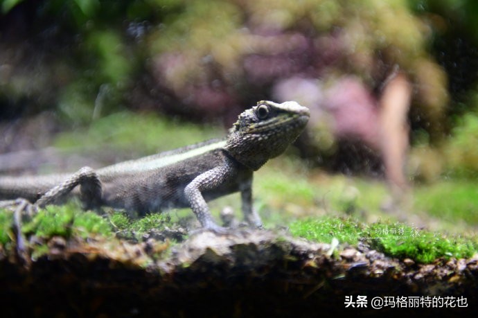 雨林缸可以养的蜥蜴,鱼缸改造封闭式雨林缸养蜥蜴