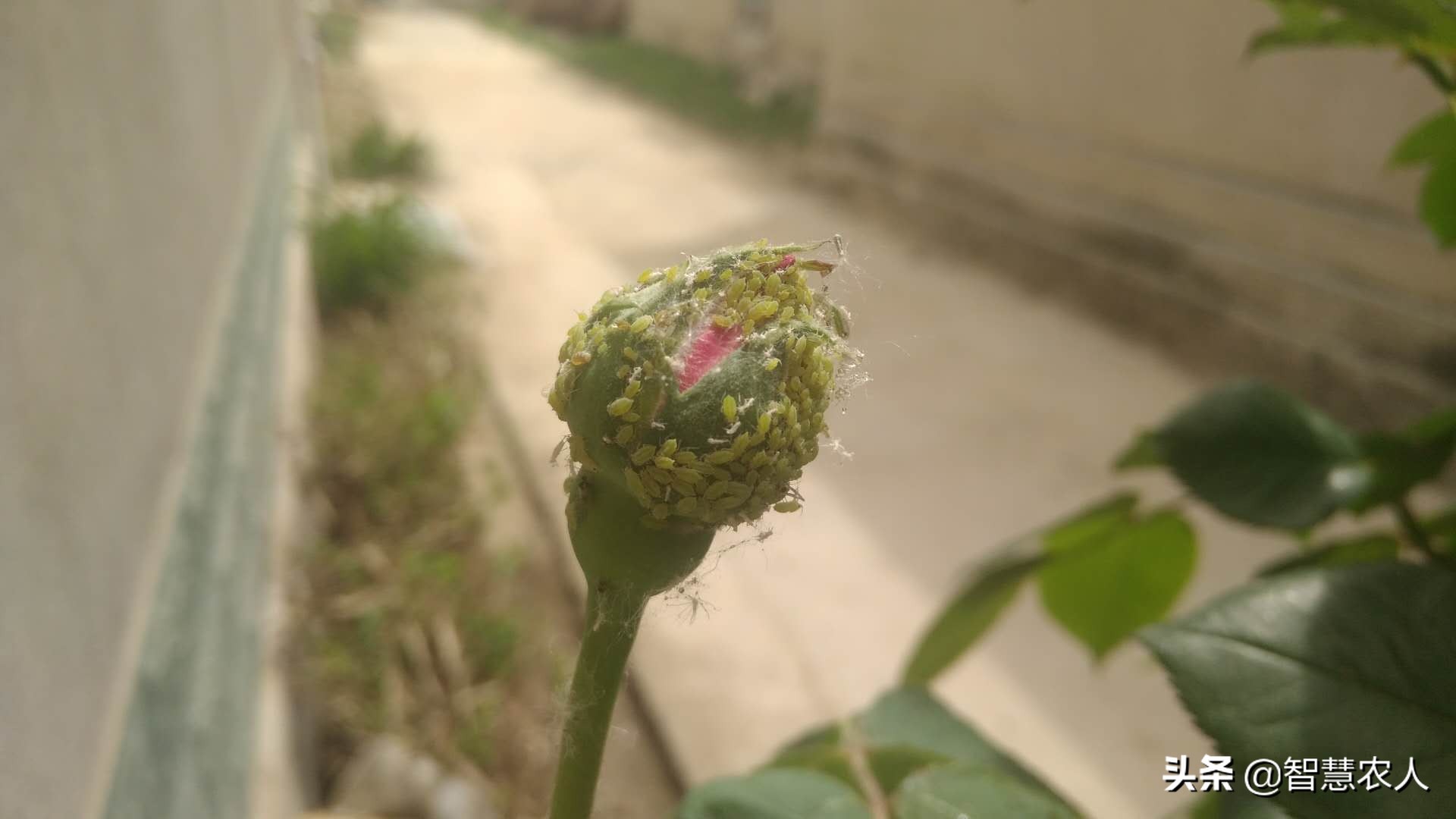 果树蚜虫怎么治效果最好,果树蚜虫怎么治疗最快