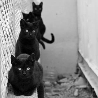 关于猫咪的冷知识大全,猫咪的冷知识你知道哪些