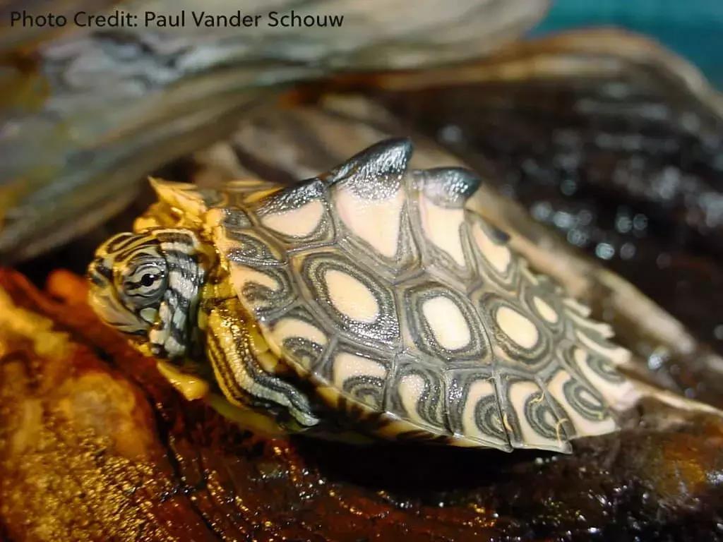 地图龟6-7厘米是成年龟吗,地图龟12cm成年了么