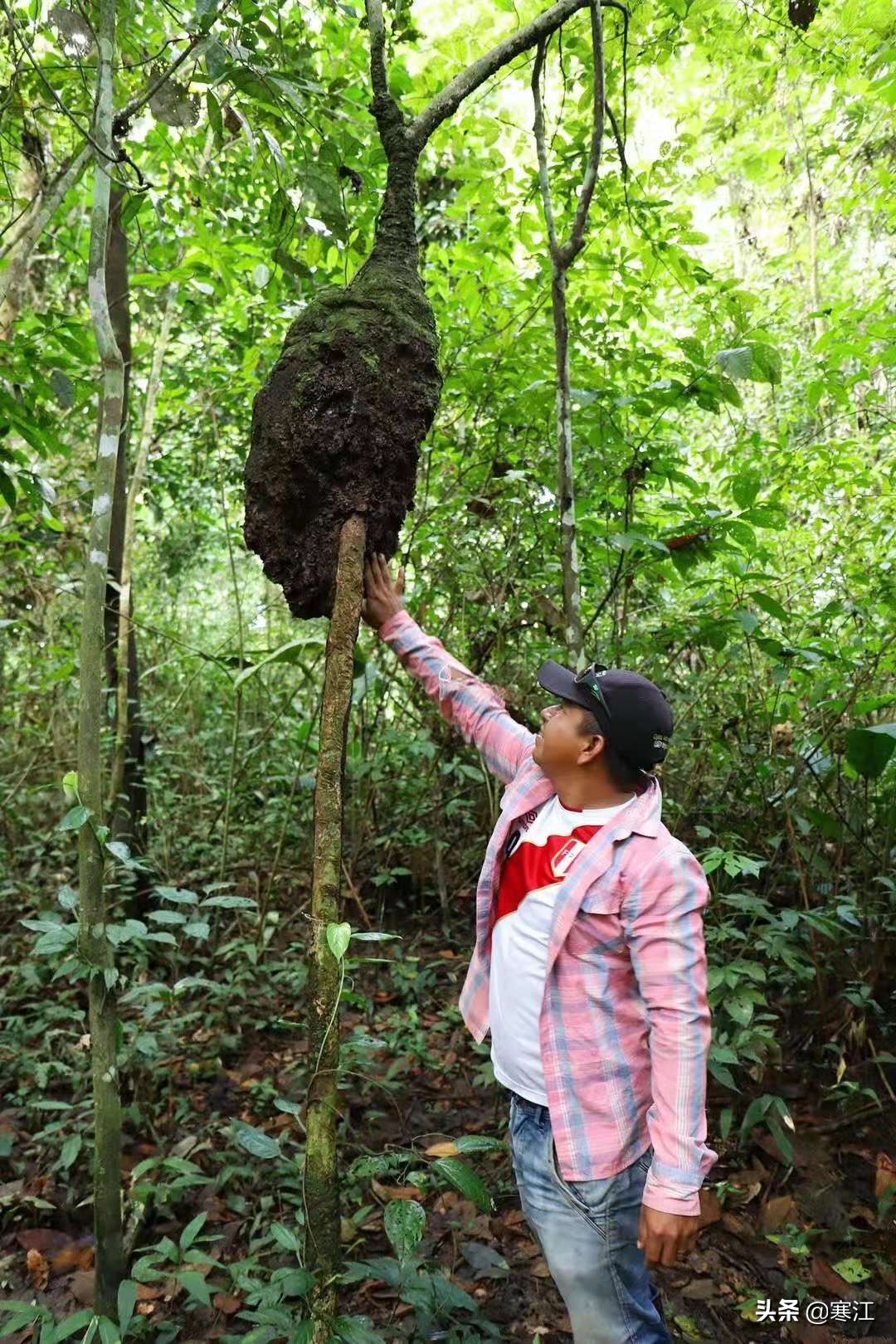 亚马逊热带雨林食人花奇妙之旅,去亚马逊热带雨林探险