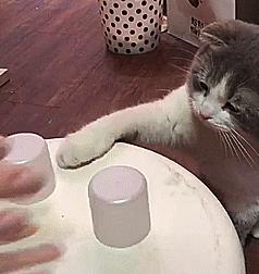 猫咪猜杯子游戏第三关 (猫咪口杯猜球游戏)