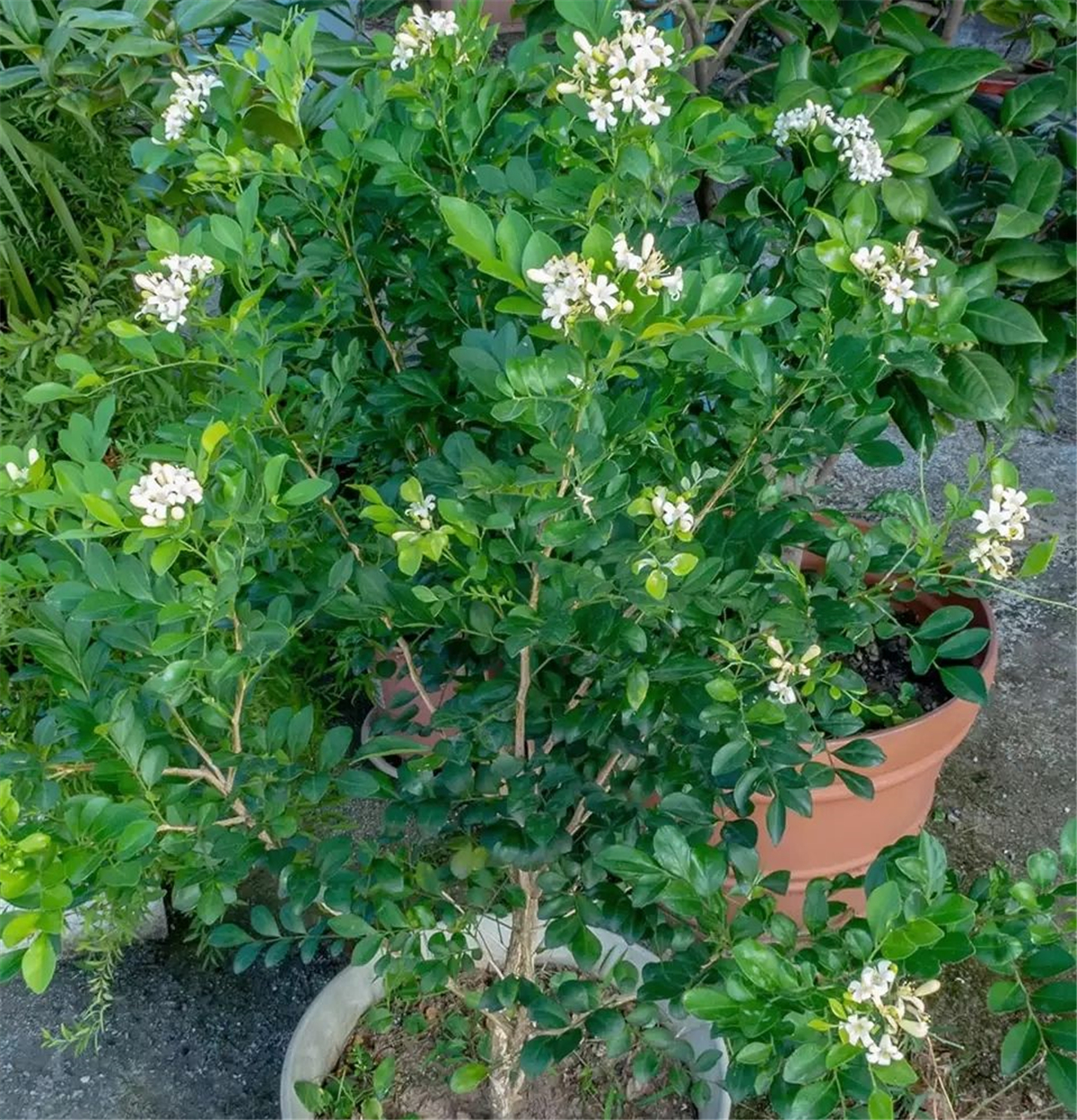 九里香和七里香哪种好养开花香,九里香怎么养才能开花旺盛呢