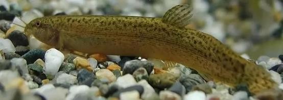 路亚鱼种类大全,长江鱼种类大全图片