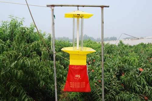 桃树蚜虫什么时间用药防治最好,防治桃树蚜虫什么时间较好